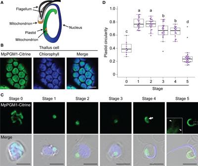 Autophagy regulates plastid reorganization during spermatogenesis in the liverwort Marchantia polymorpha